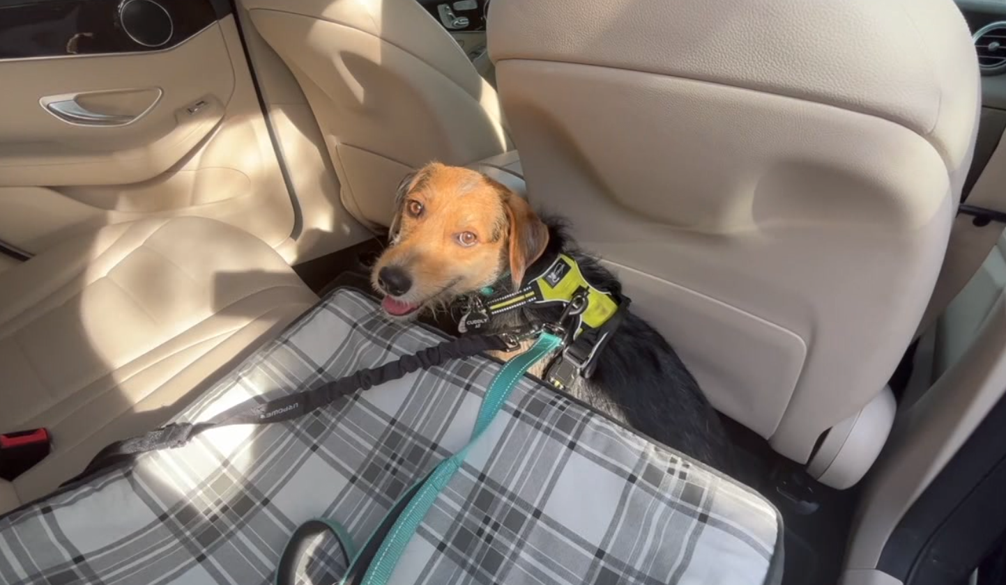 vet transport .png