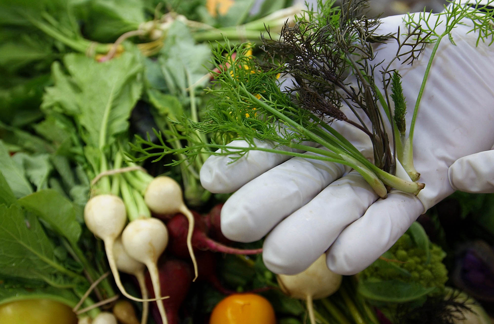 AGR VEGETABLE INSTITUTE