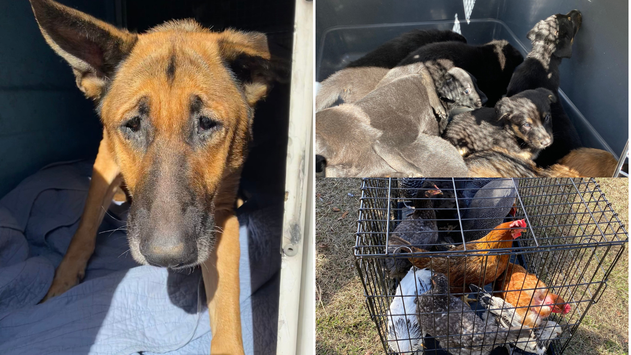 Citrus County animal cruetly arrest.png
