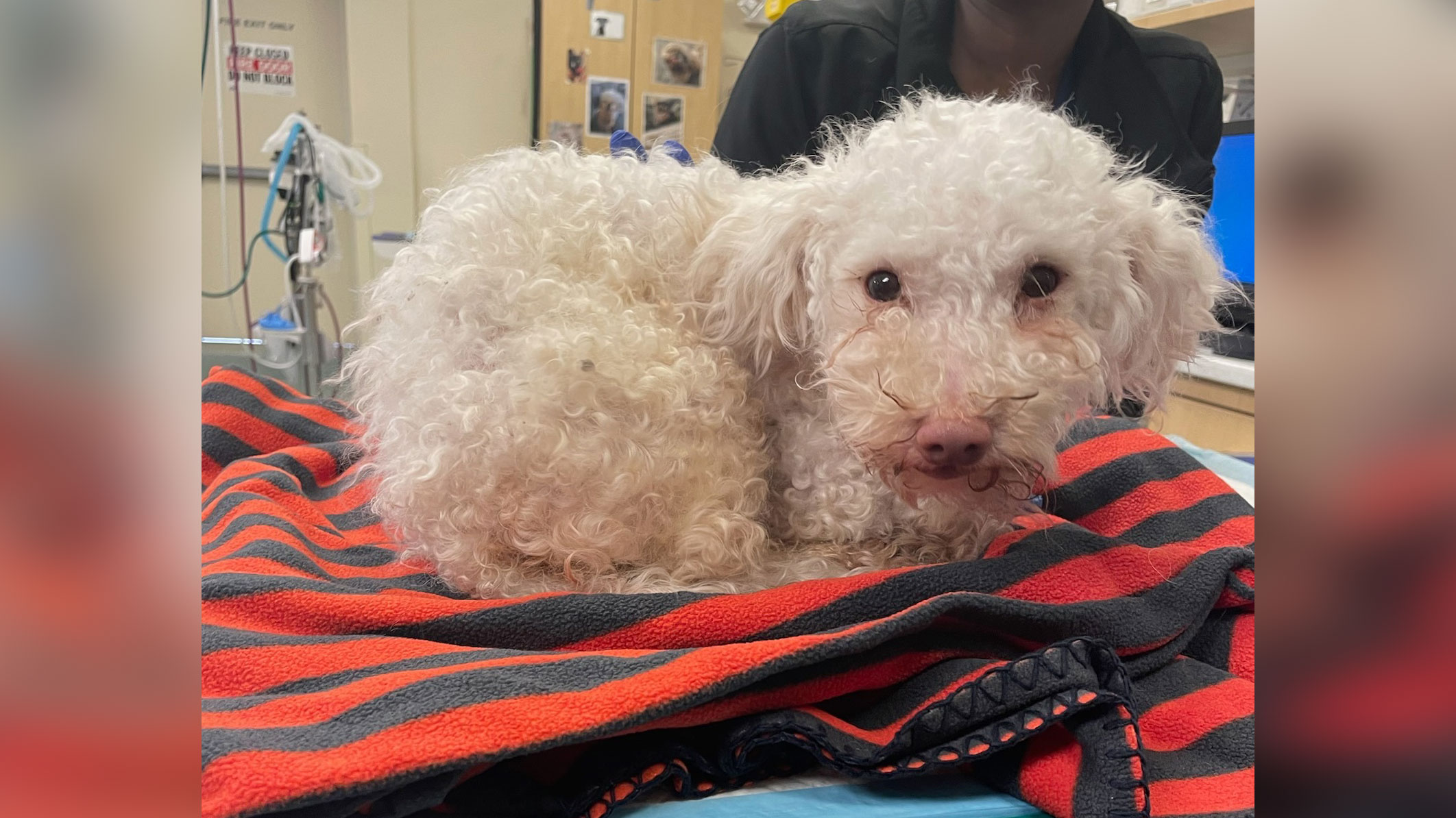 Poodle saved by NARCAN