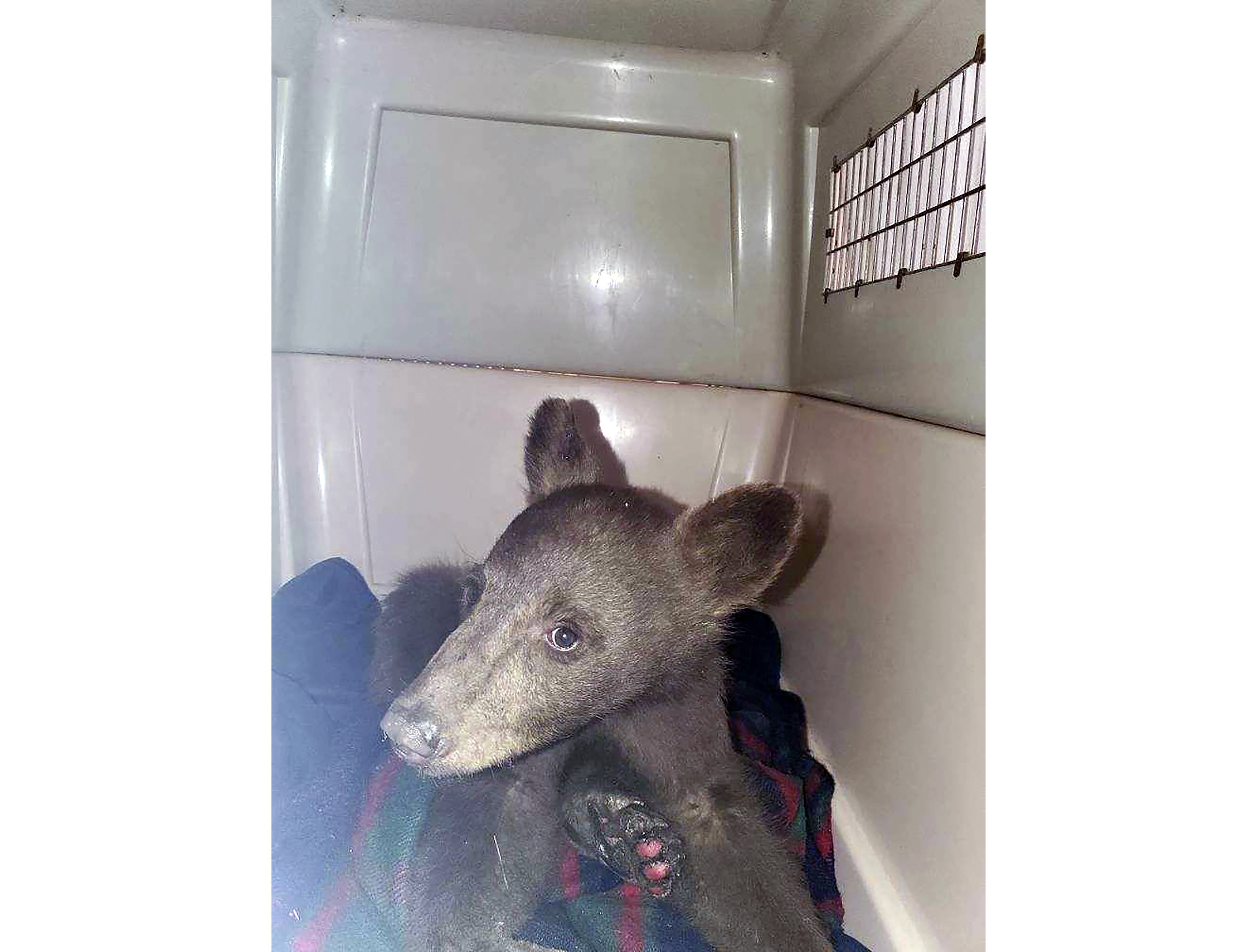 Rescued Tahoe Cub Escapes