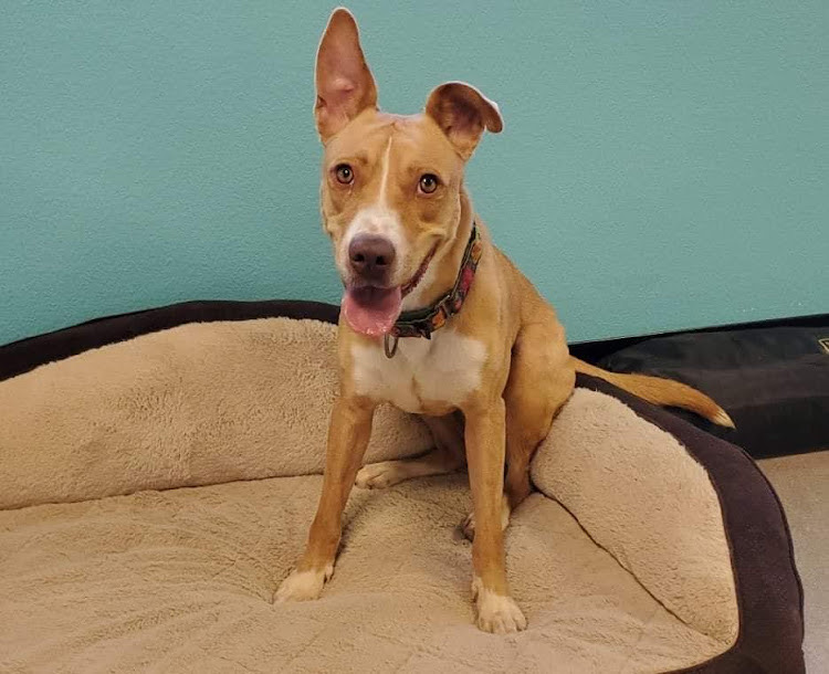 Pet of the week Linda.JPG