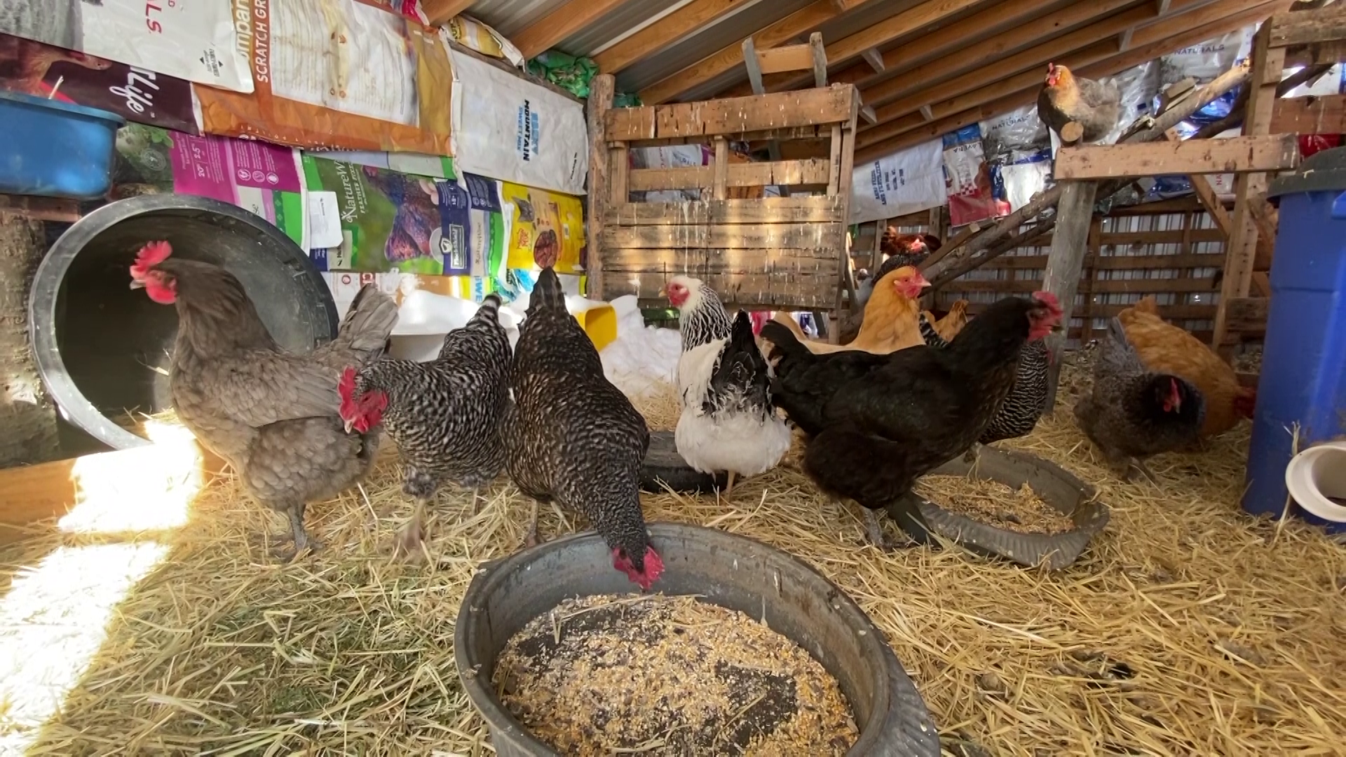 CHICKENS (MTN News)