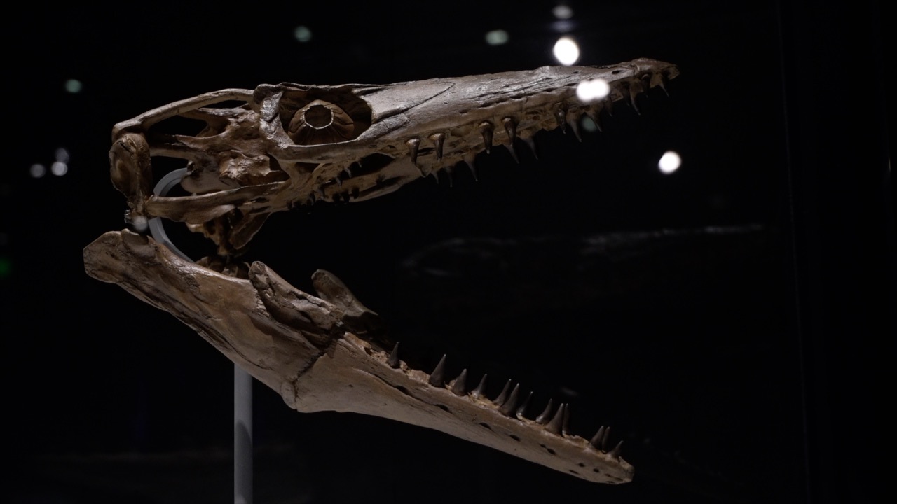 Mosasaur.jpg