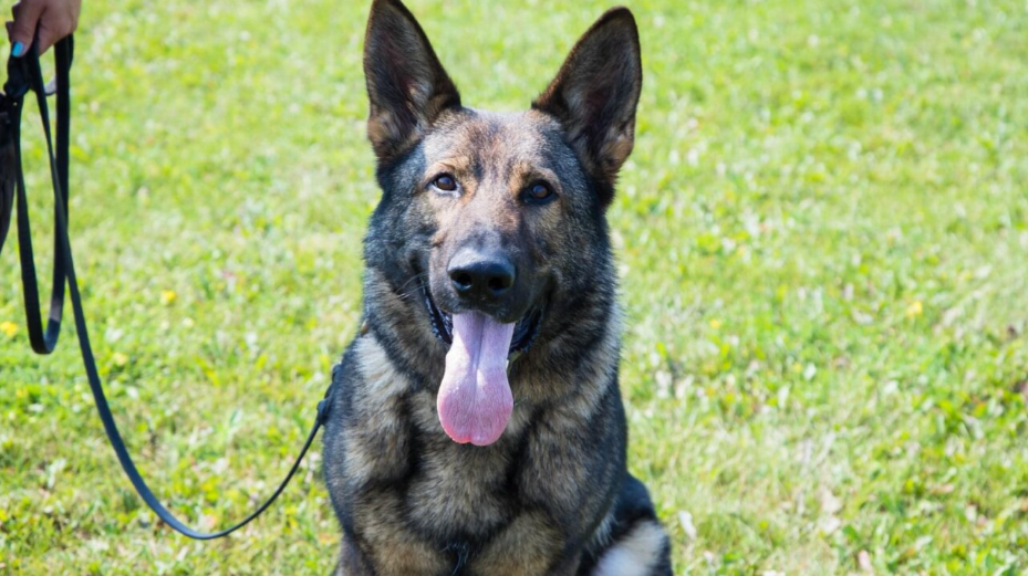 K9 Axel.PNG