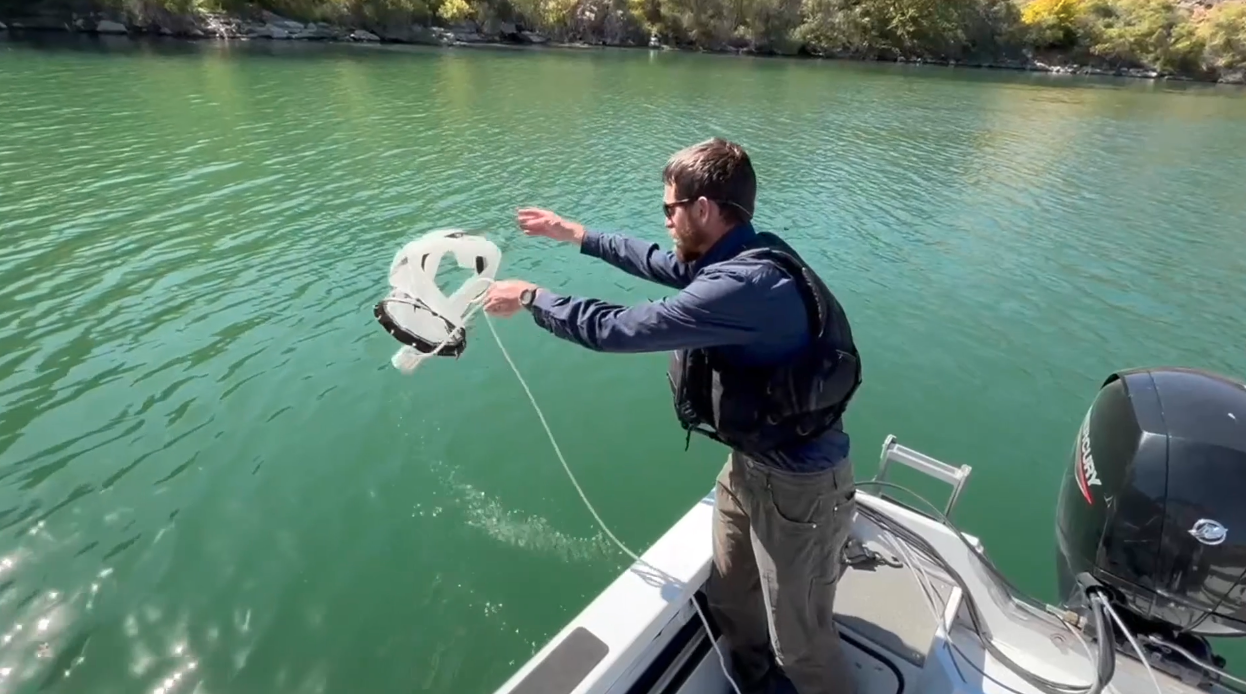 Quagga mussels persist in the Snake