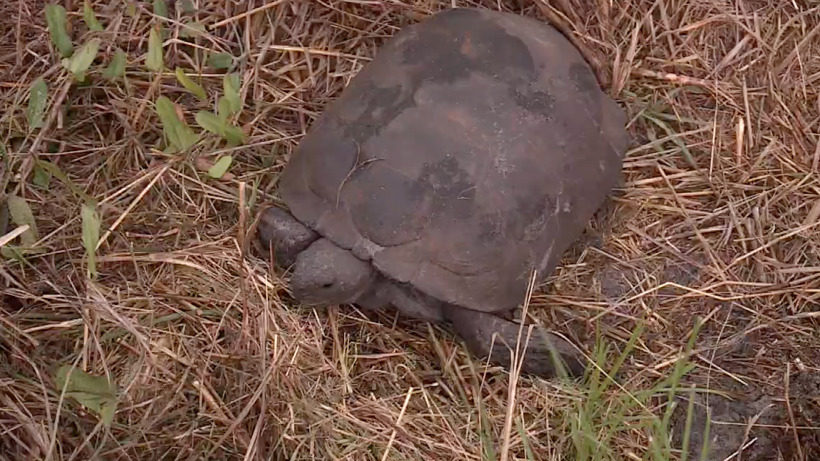Gopher tortoise