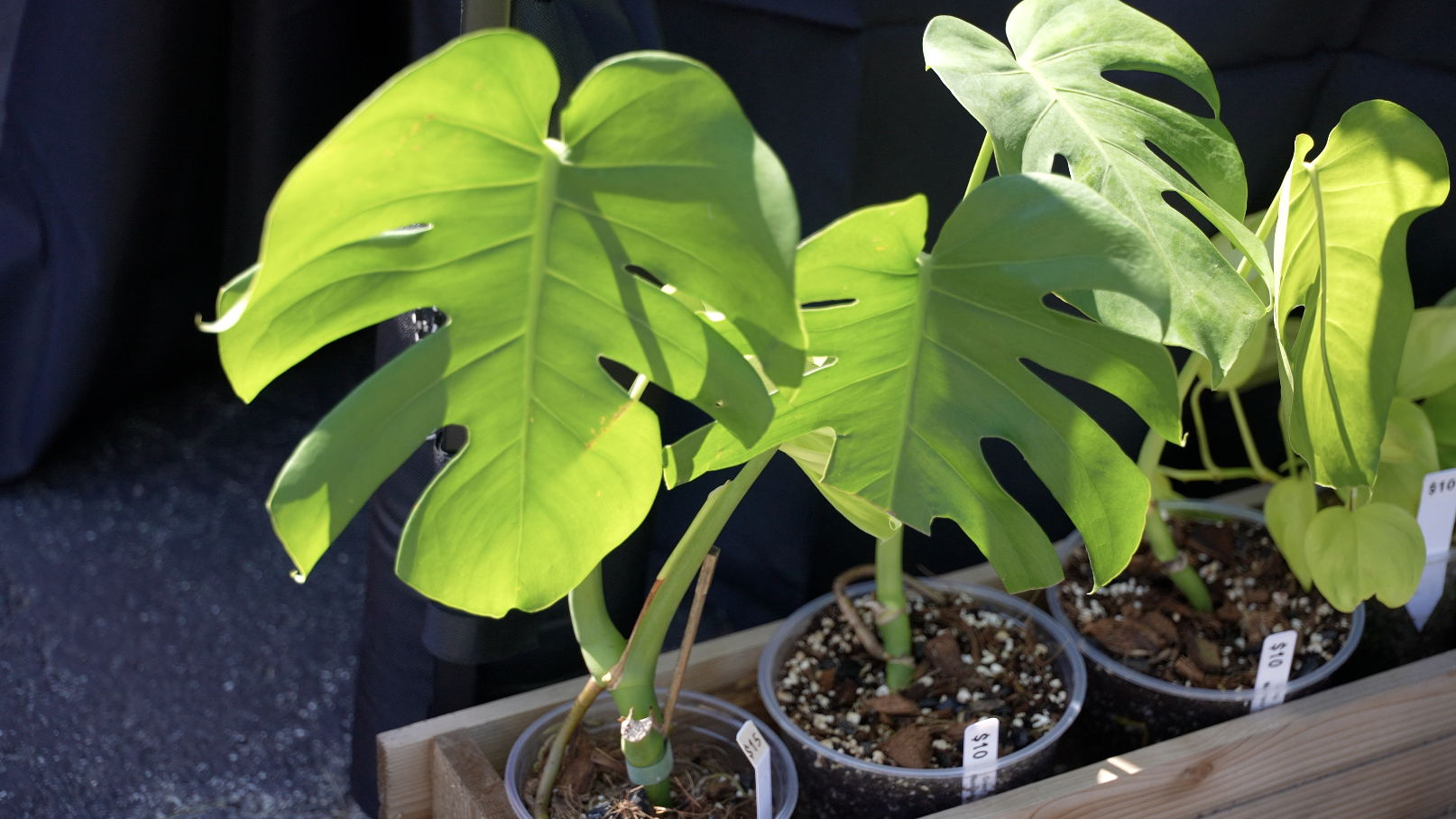 Plantapalooza brings plant lovers together for a day of shopping and community