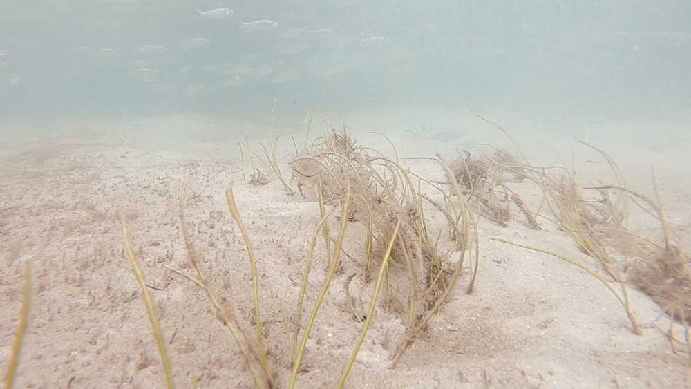 WPTV-SEAGRASS.jpg