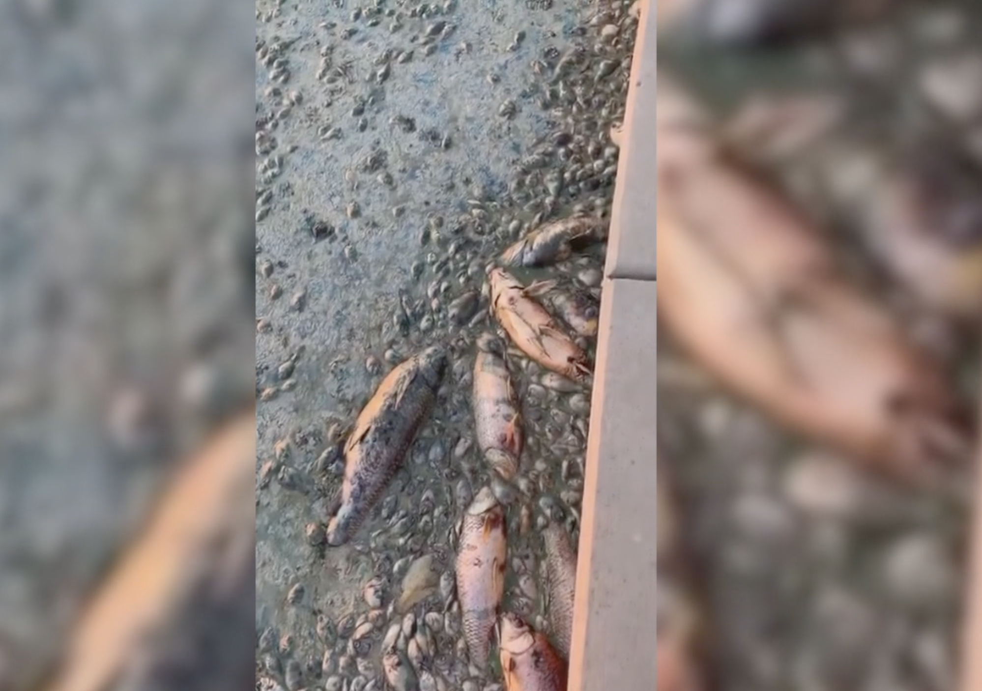 Green algae in Goodyear