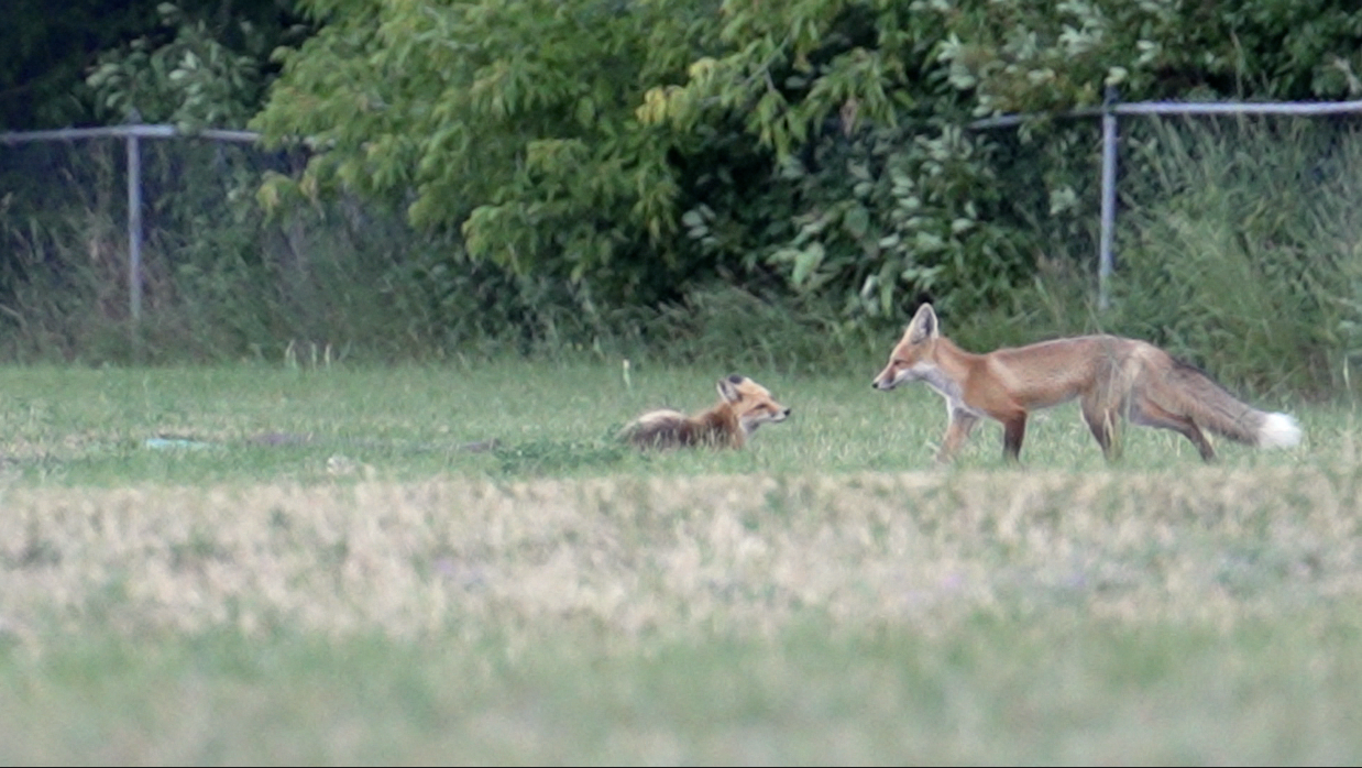 Foxes in Missoula