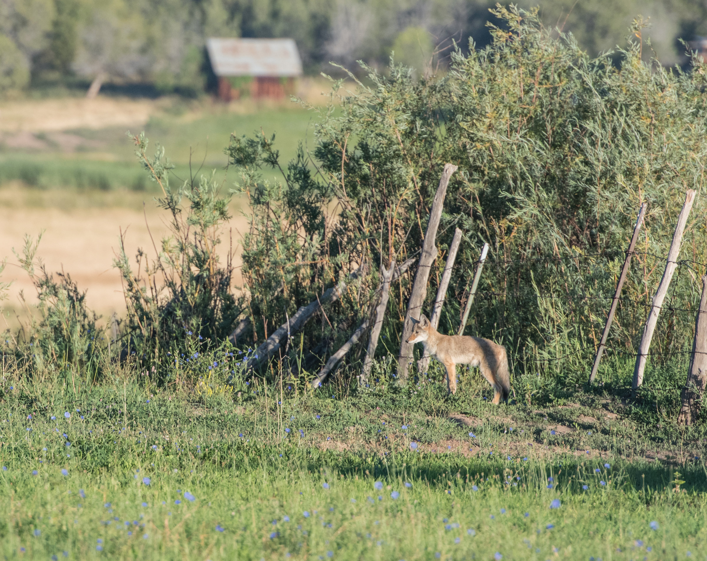 Coyotes by fence