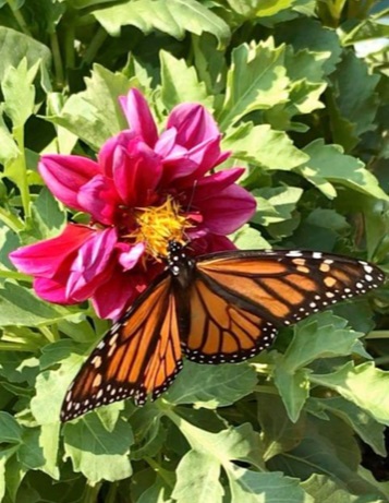 monarch.jpg