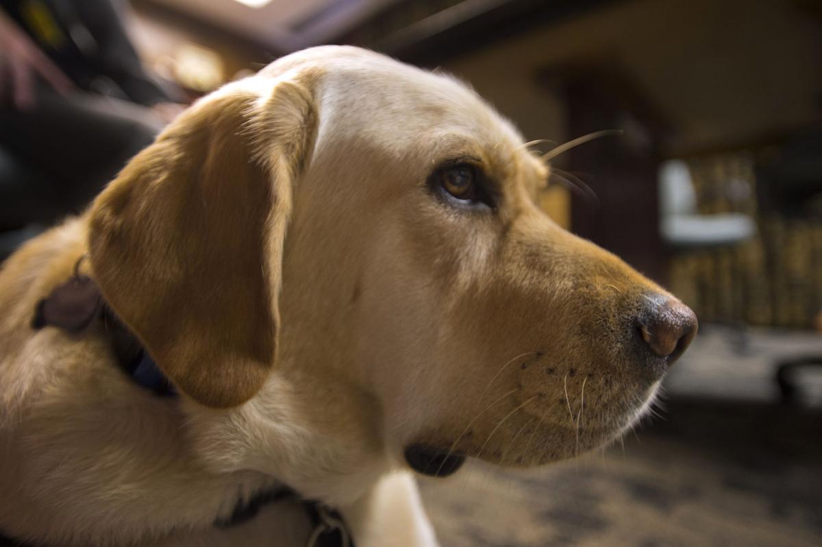 Diesel support dog.jpg