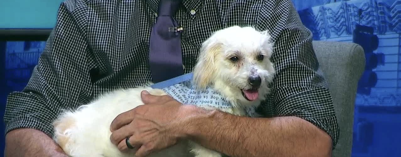 Sprocket the Dog