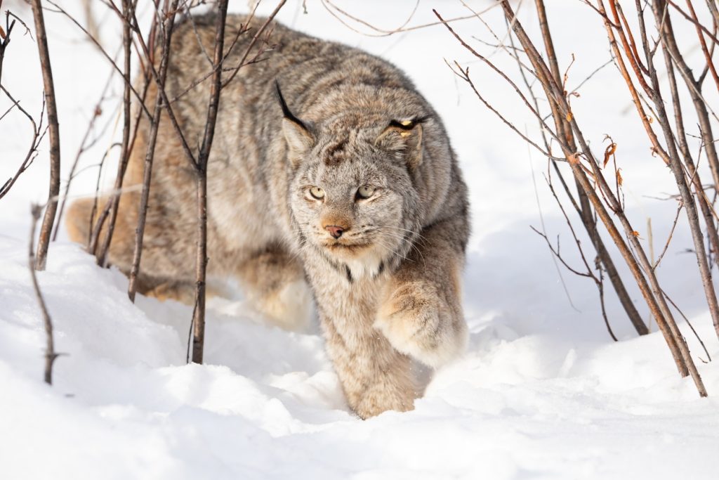 usfws-collared-female-canada-lynx-large-1024x683-1.jpeg