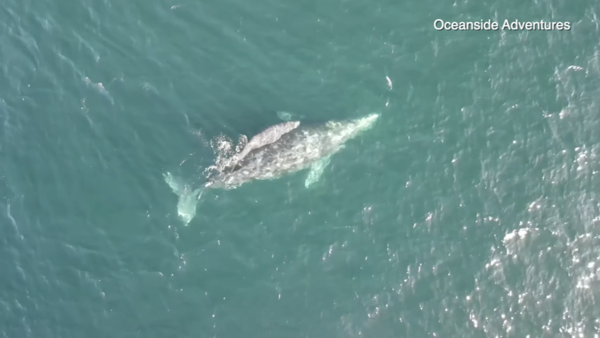 gray whale mom calf off oceanside.png