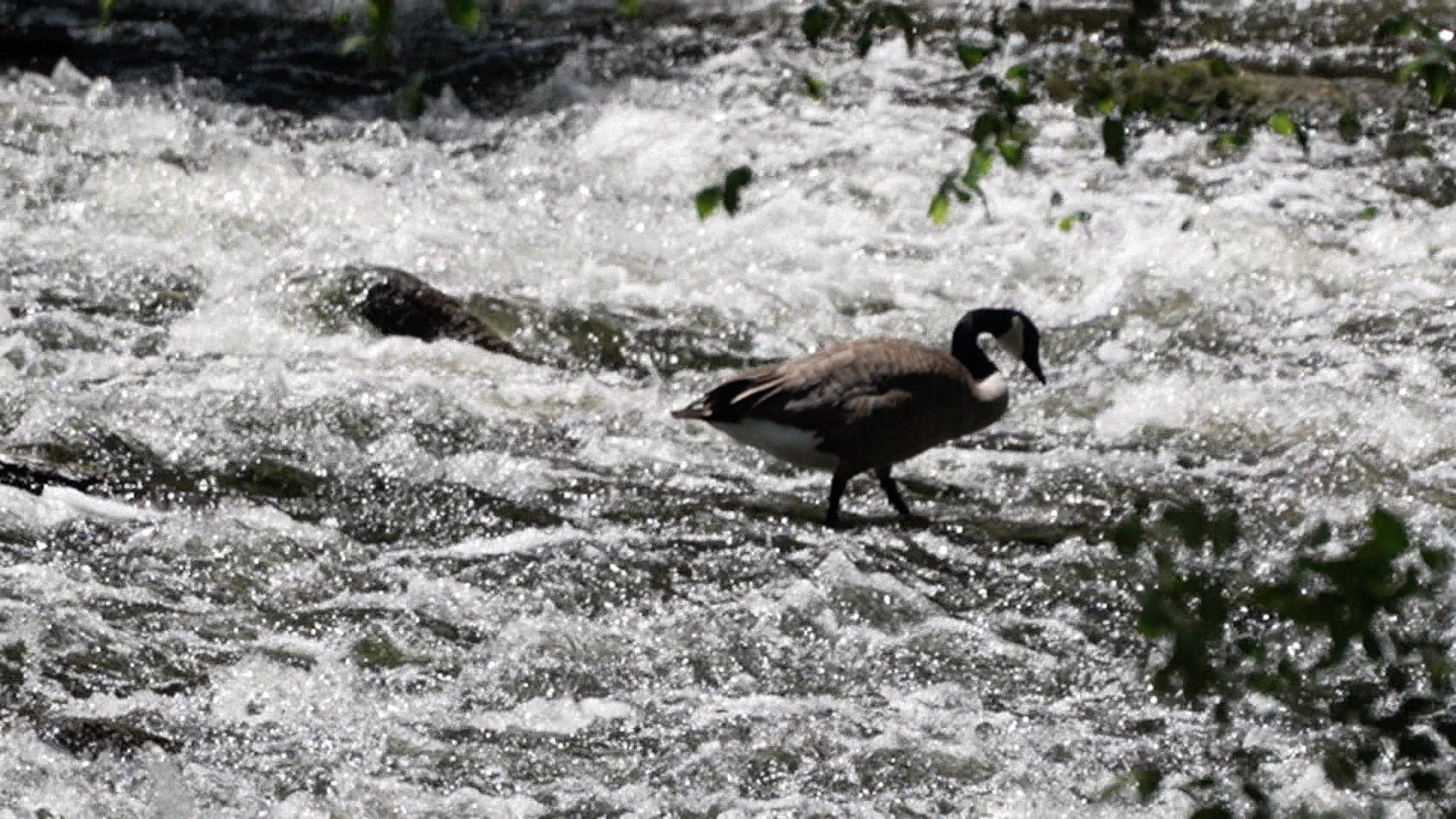 Red Cedar River