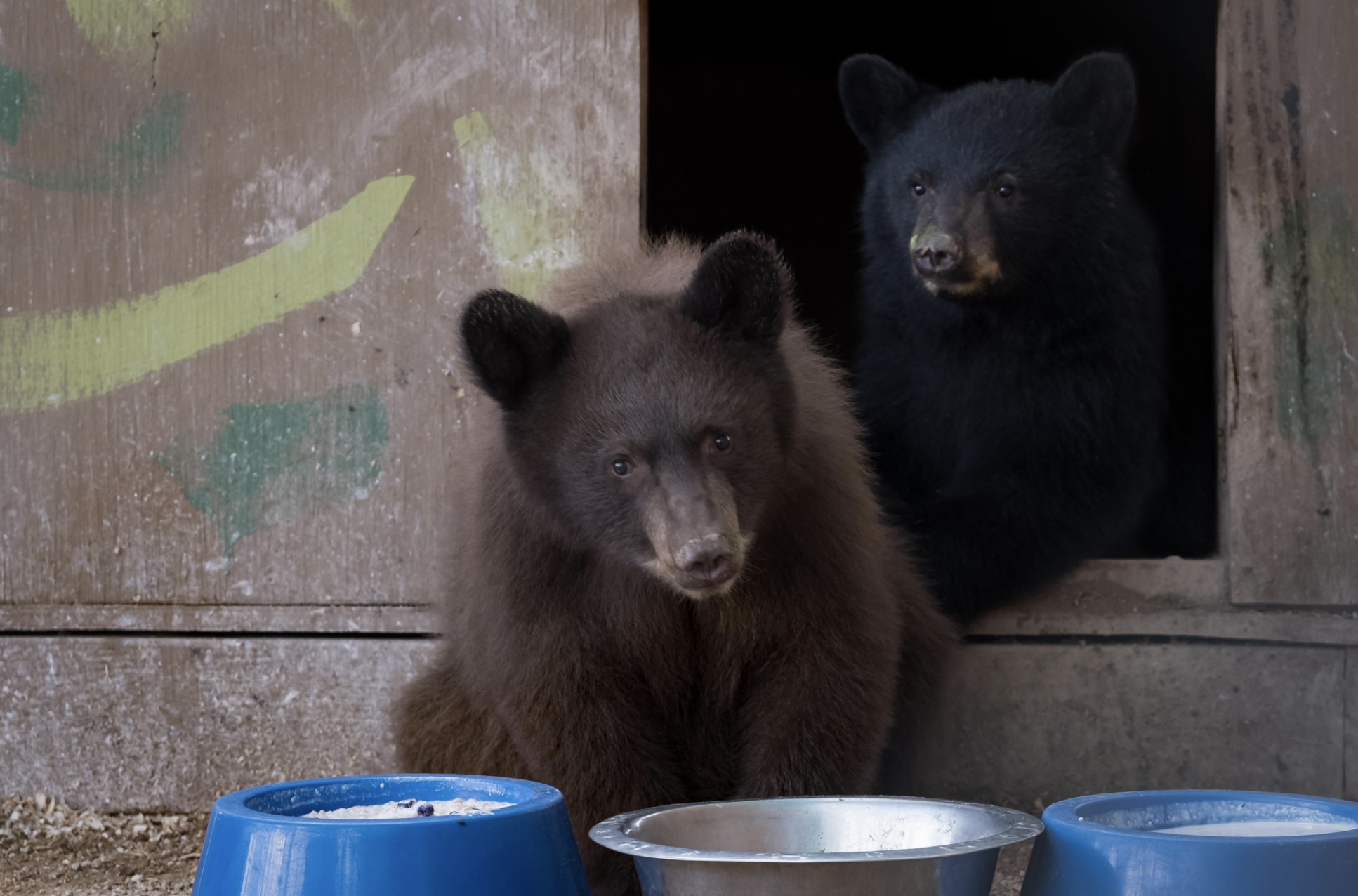 orphaned bears 
