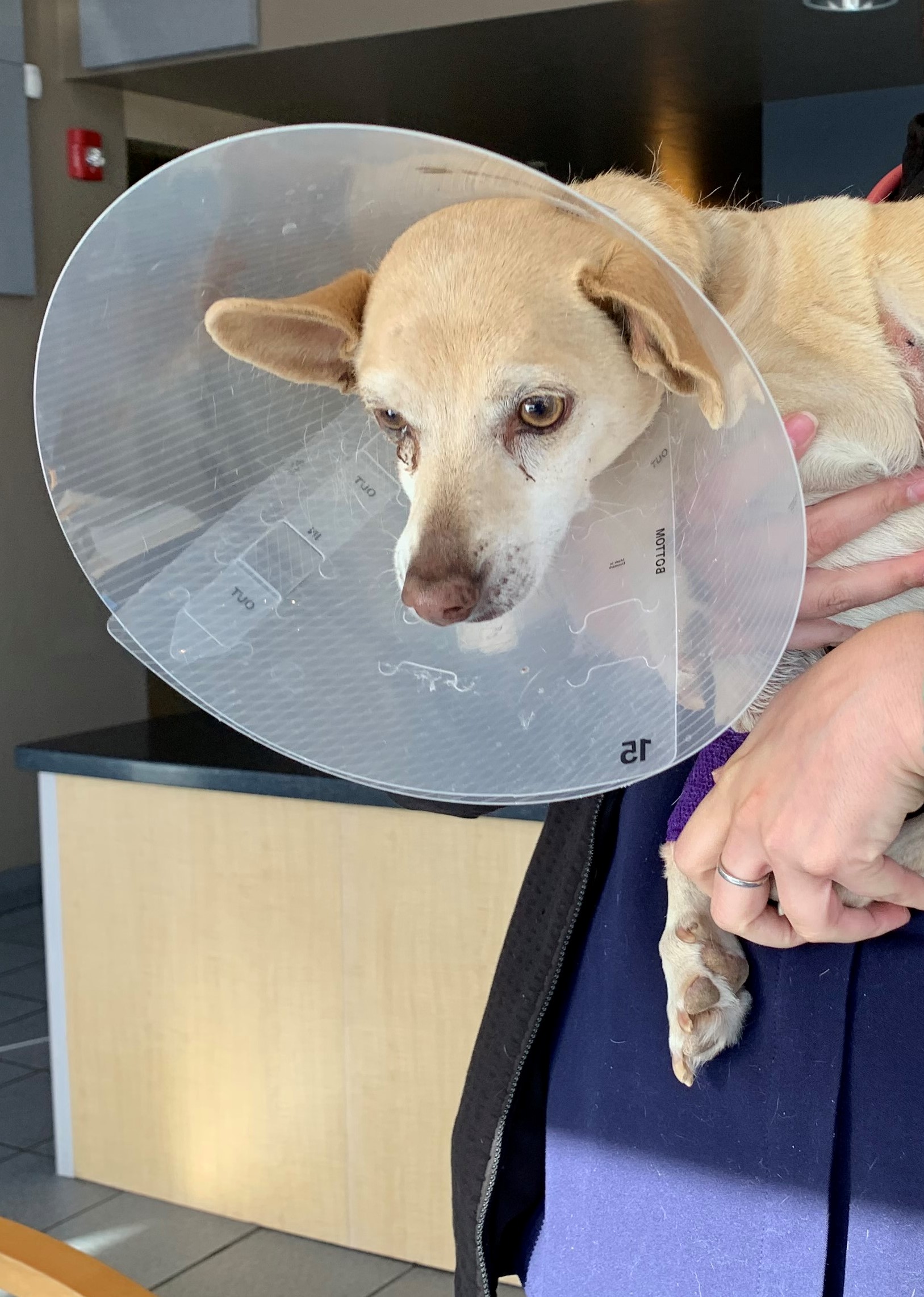 Bobcat snuggles up in dog's bed after attacking dog (Photo: Arizona Game & Fish Department)