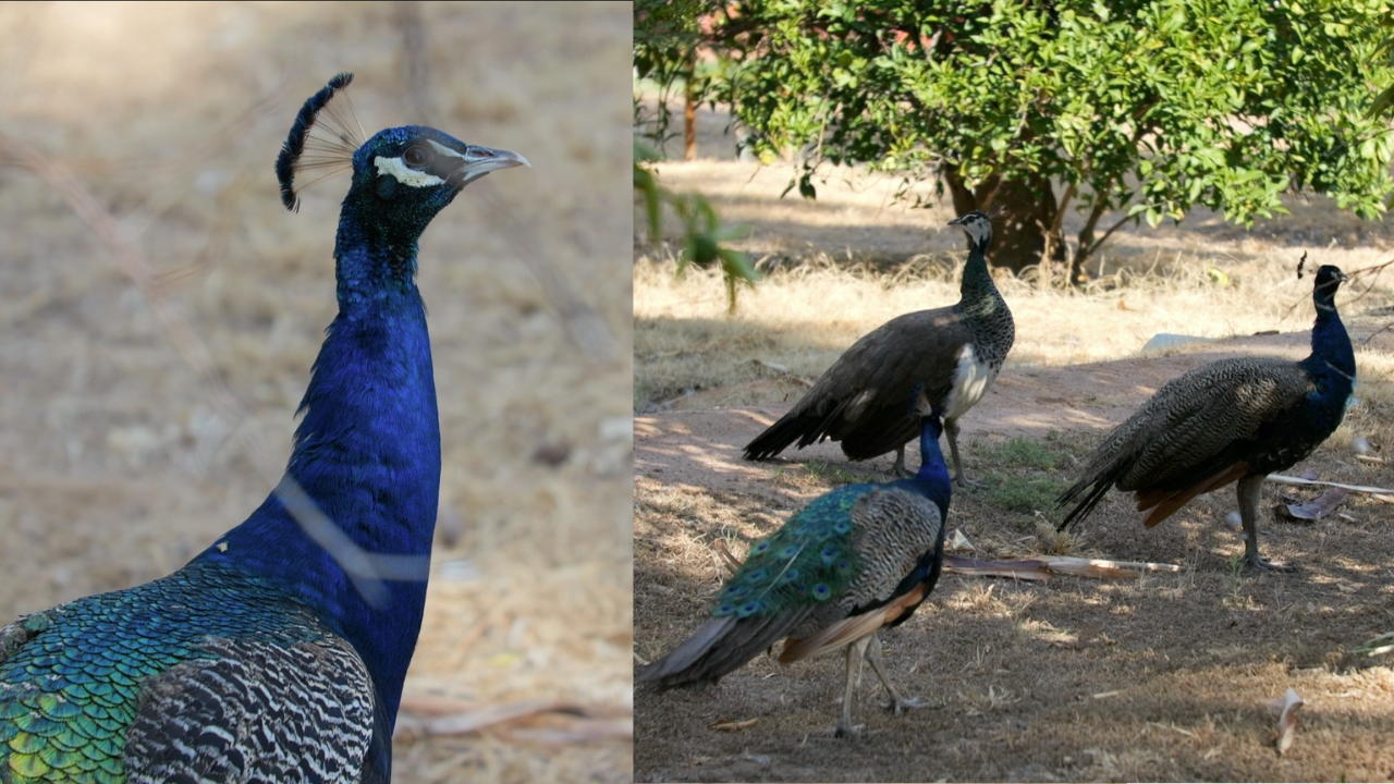 Peacocks.png