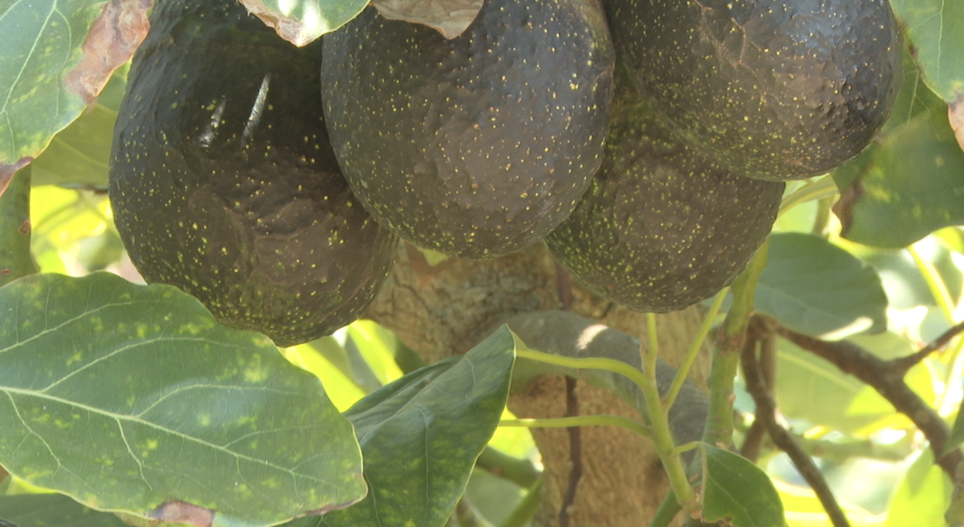 Avocados on Ferro's farm. 