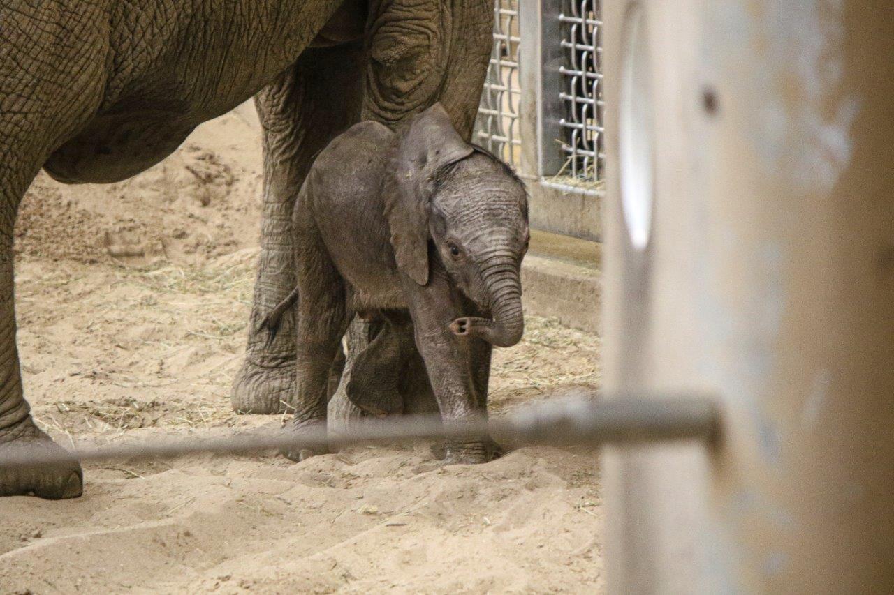 Eugenia elephant calf