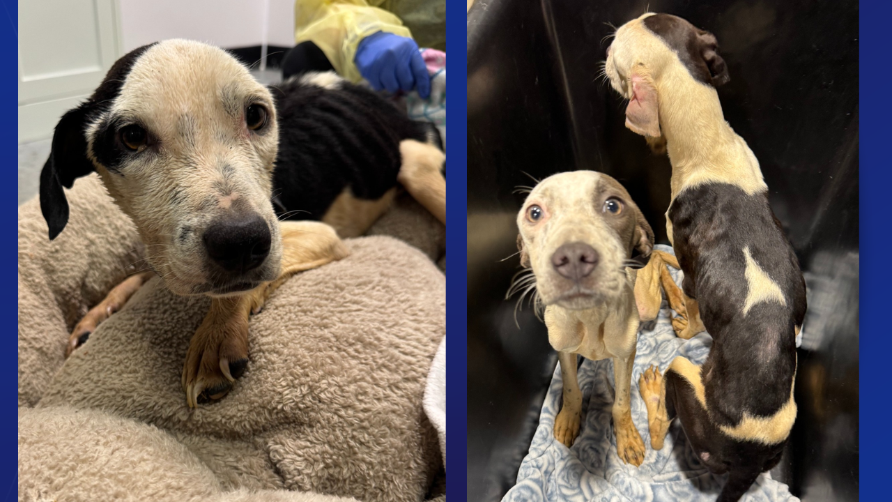 dogs found.png