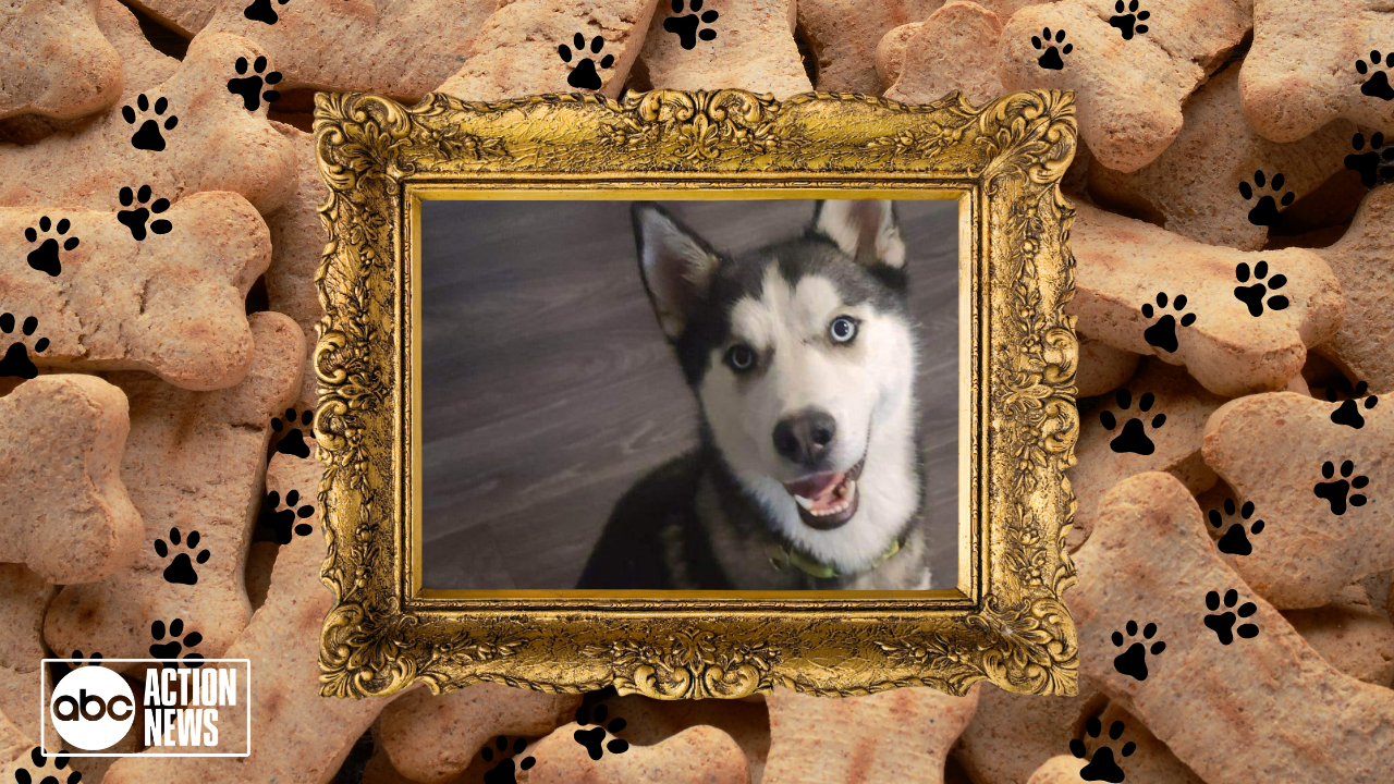 Rescues in Action: Benny