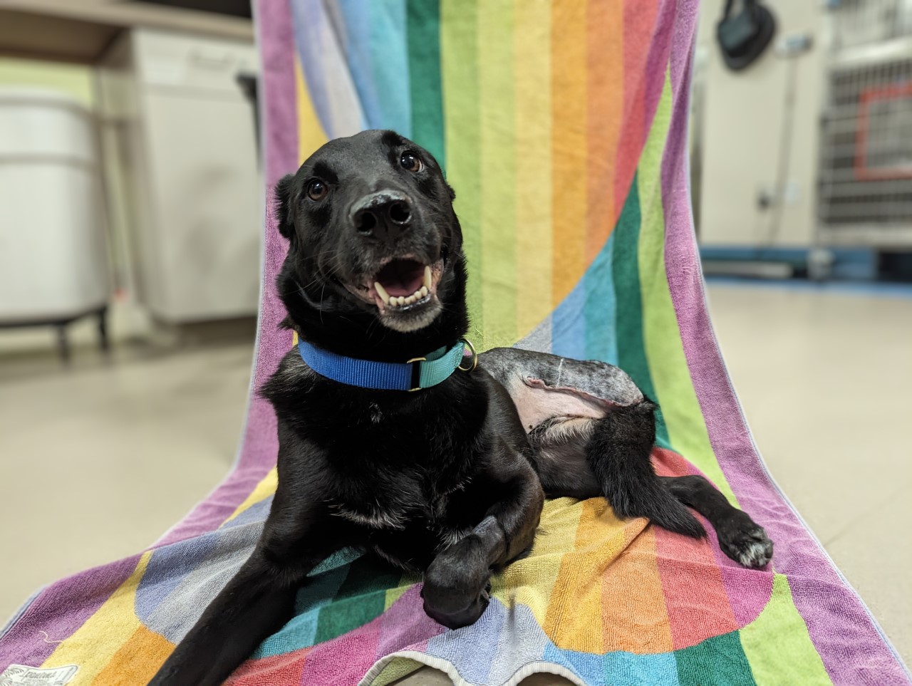 Pet of the Week: Sirius