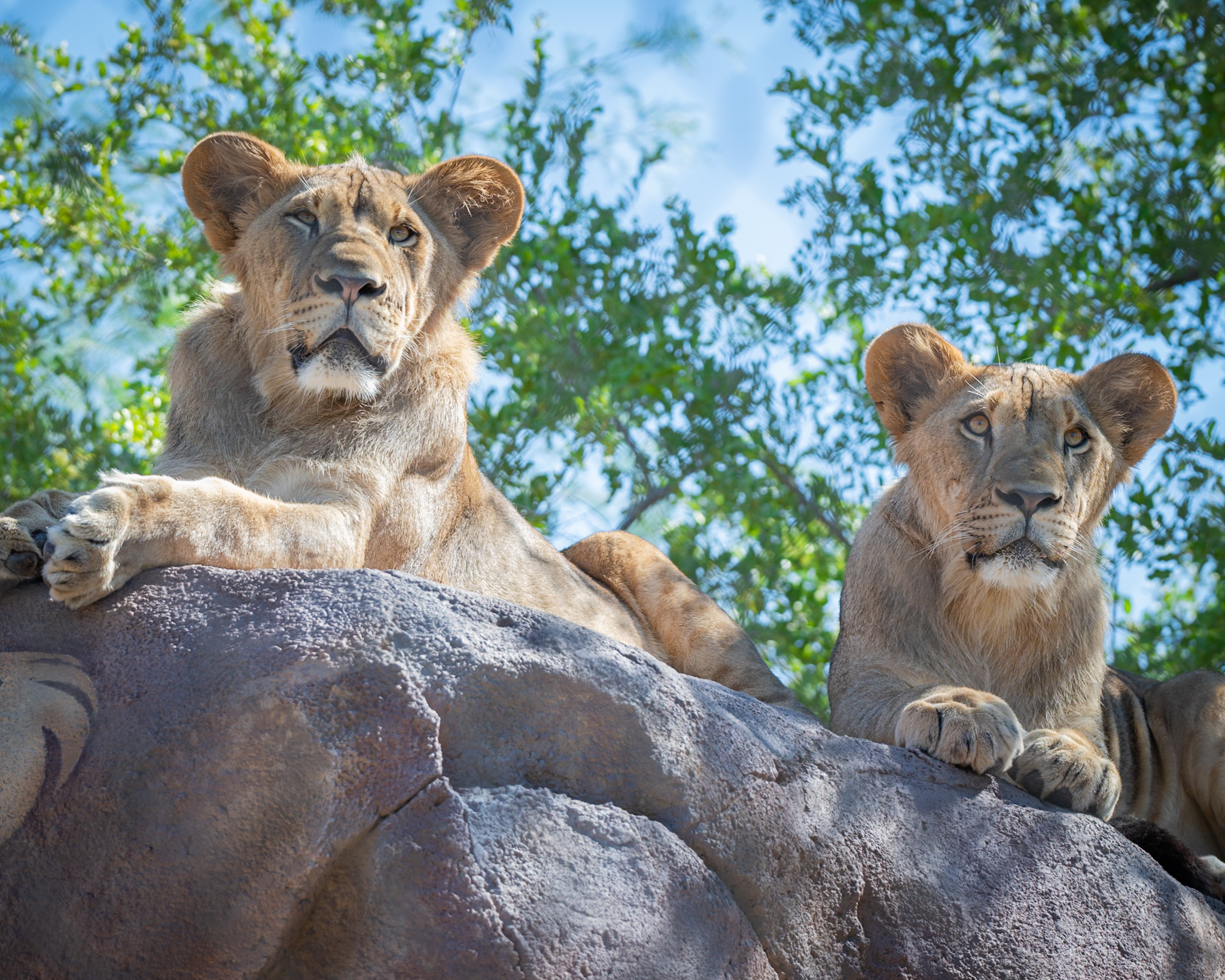 Jasiri and Azizi