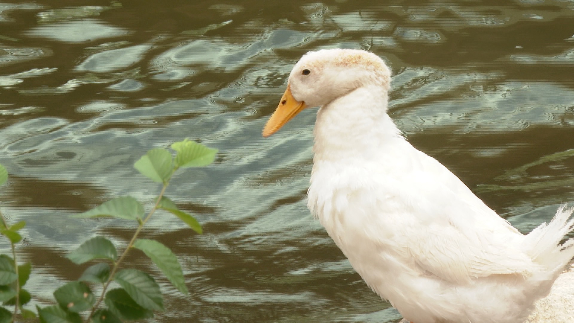 Centennial Park ducks