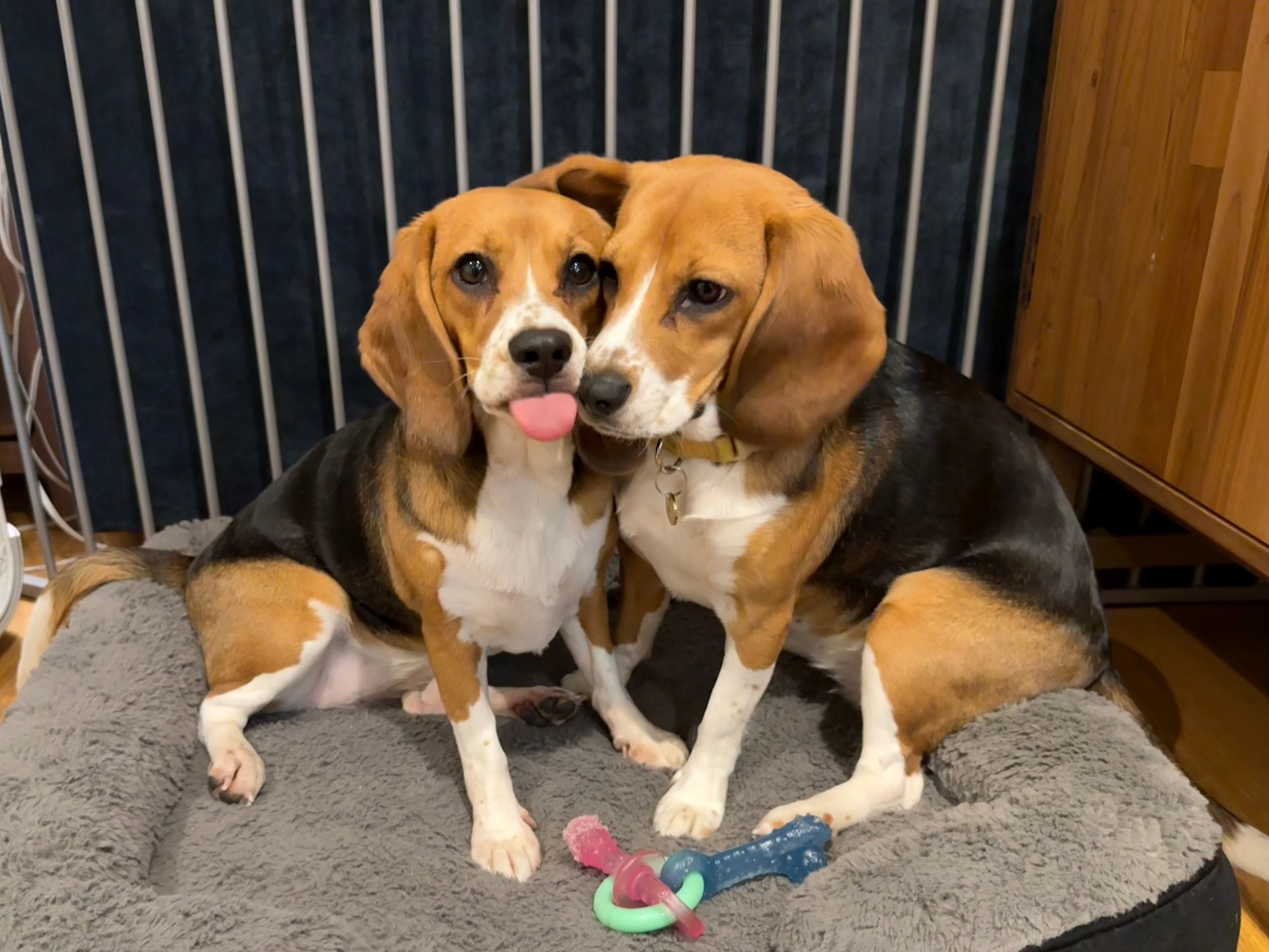 This 2025 photo provided by Matt Walker shows Alfie and Bailey, gene-edited hypoallergenic dogs, in New York. 
