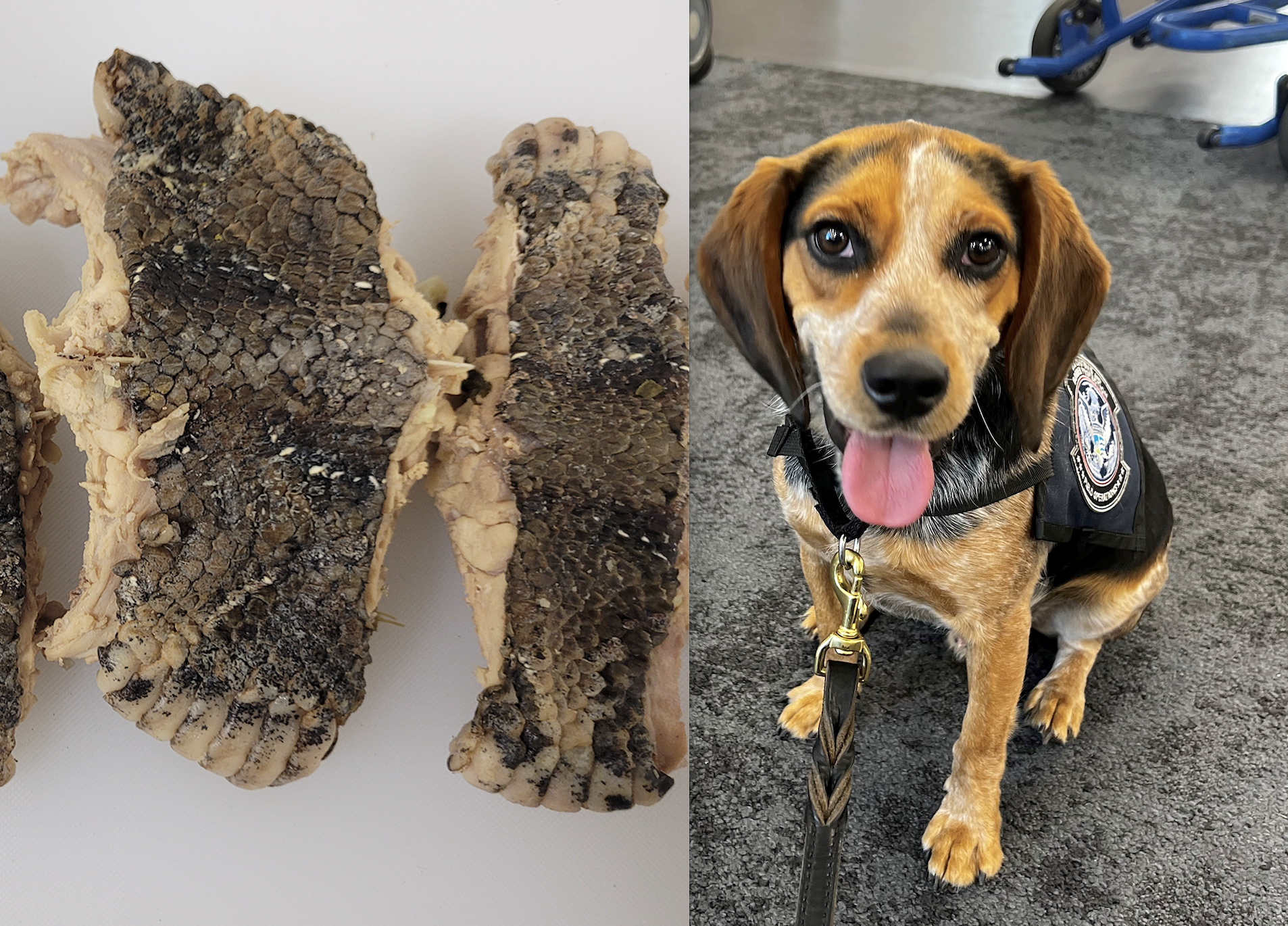 CBP agriculture detector dog Freddie