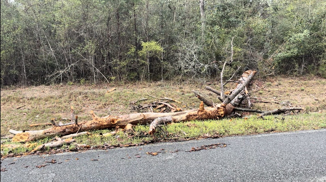 Fallen tree as a result of Tornado