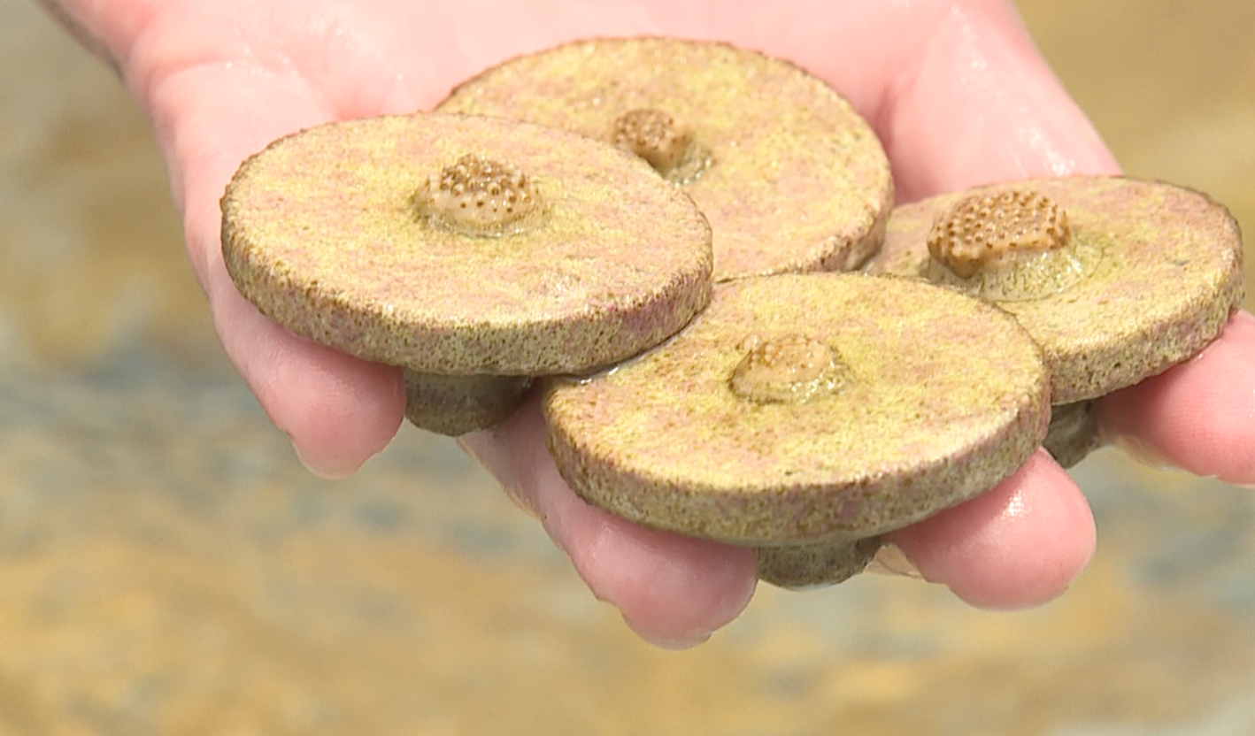 Screenshot 2024-04-17 at 5.56.14 PM.png