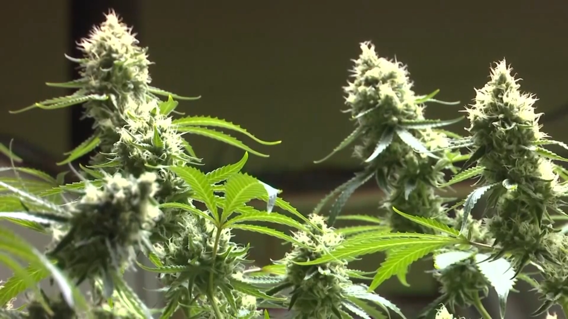 122921 MARIJUANA.jpg