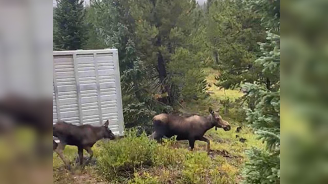 Moose rescued from grand lakes basement