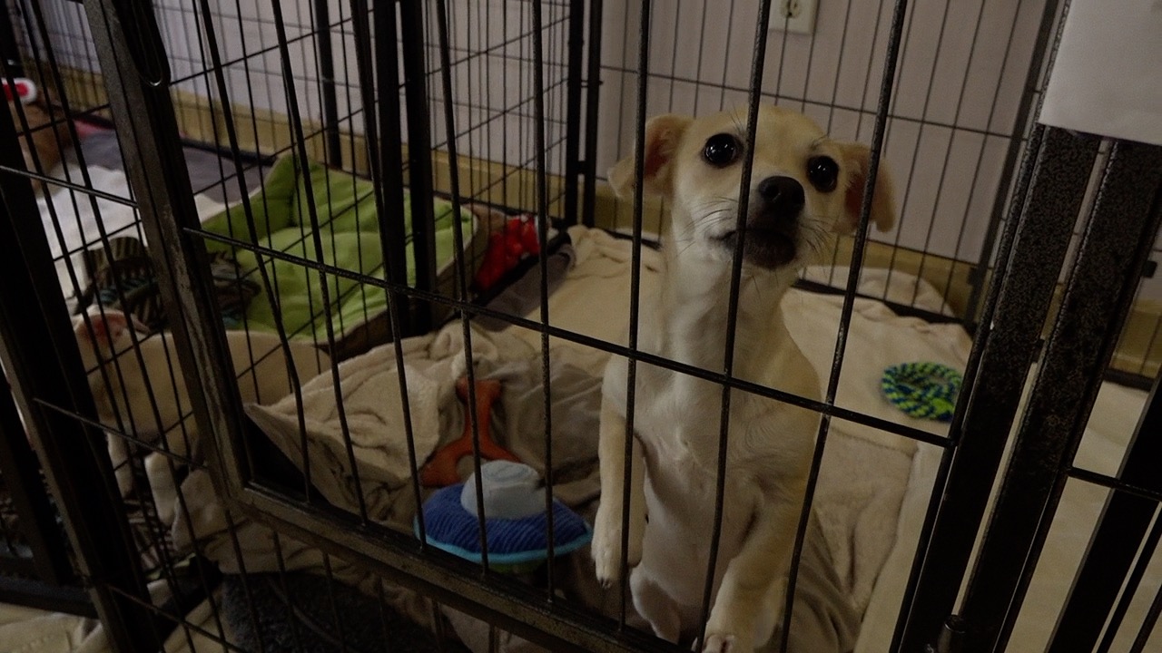 The Fallbrook Animal Sanctuary houses dogs and cats while working to find them a forever home.