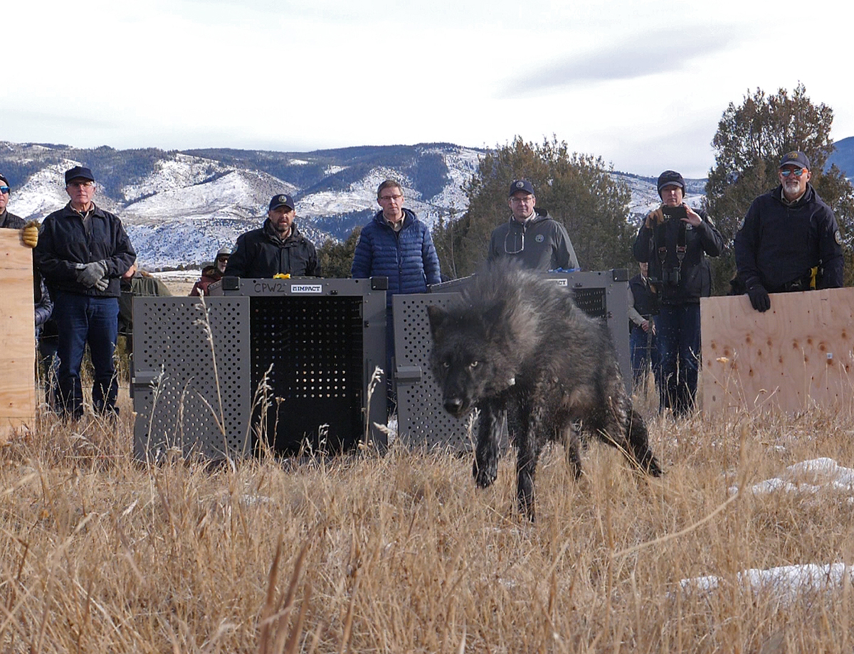 First wolves released in Colorado_Colorado Parks and Wildlife