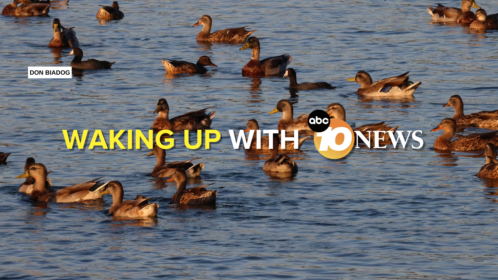 newsletter_don_biadog_ducks_miramar_lake_090325.png
