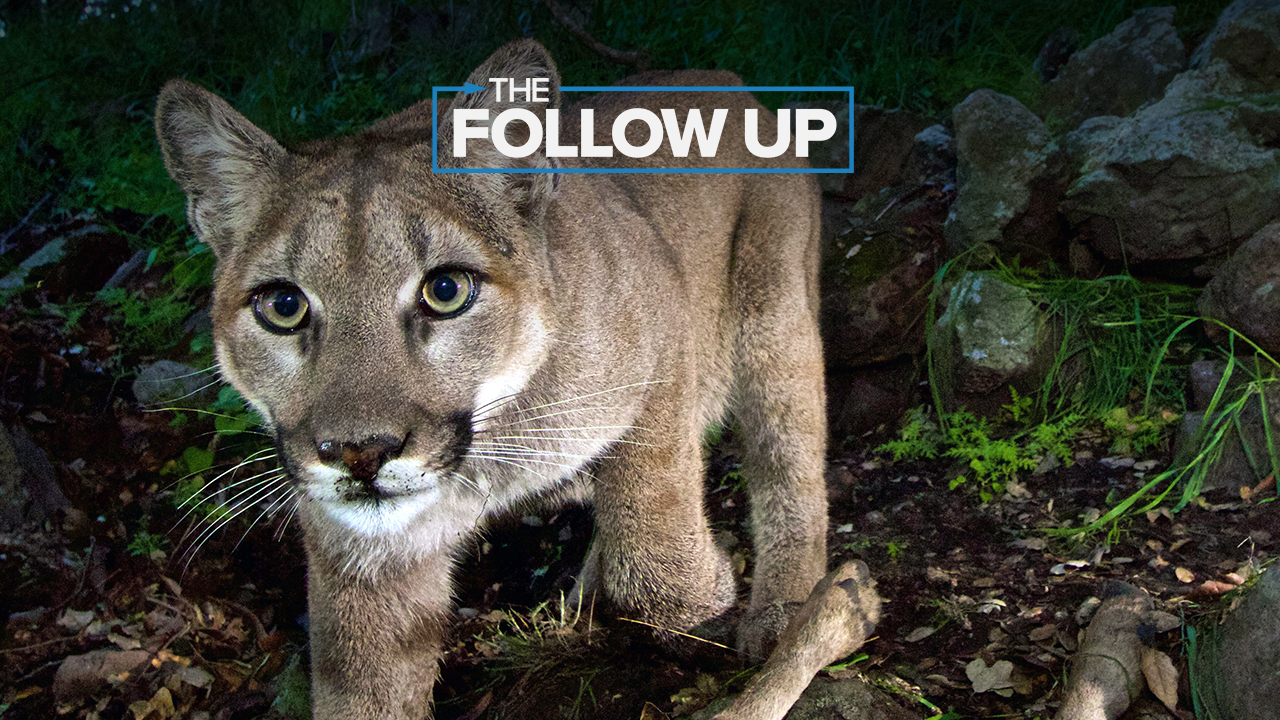 follow up mountain lion.jpg