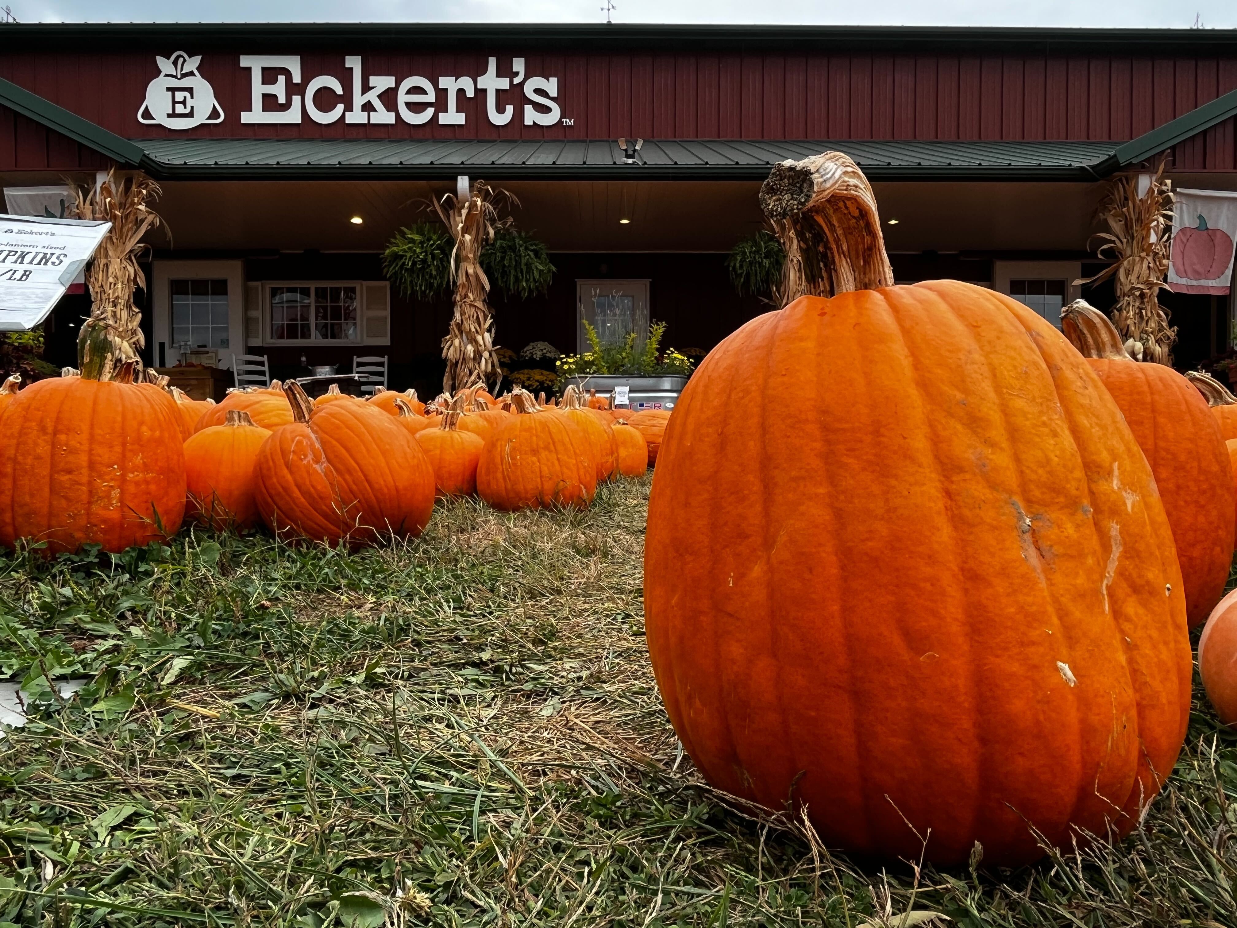 Eckert's Orchard 