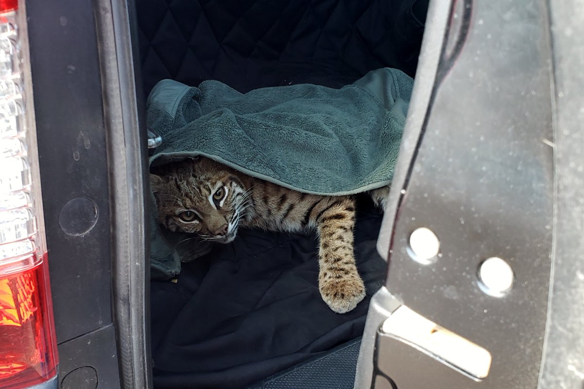 springs_bobcat_Cpw.jpeg