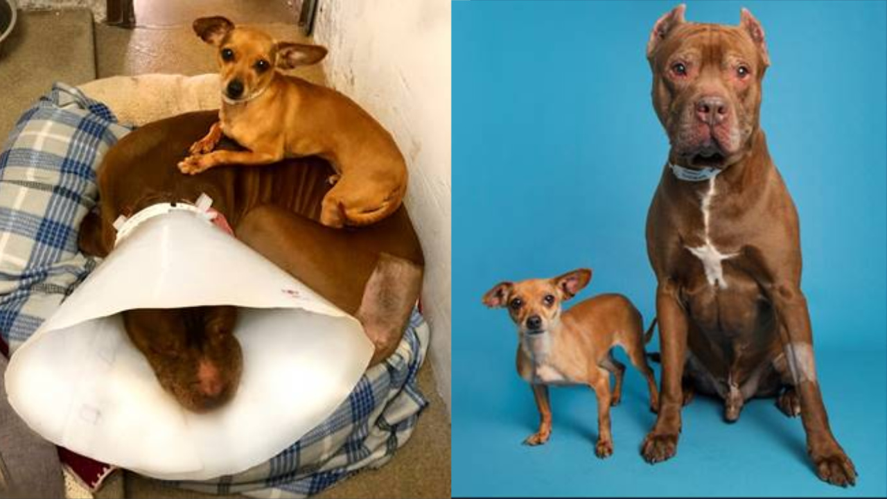 Unlikely Chihuahua and Pittie Duo.jpg
