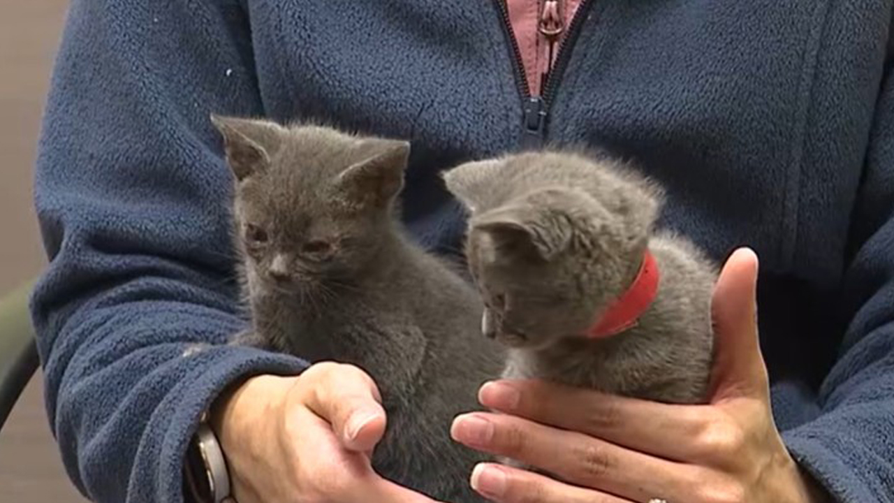 FISH STICKS AND CEREAL.jpg