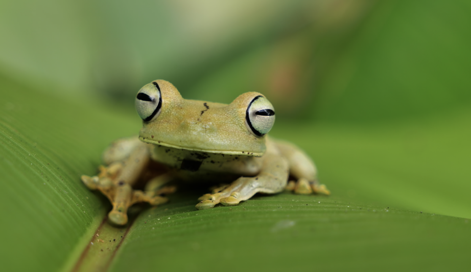 frog.png