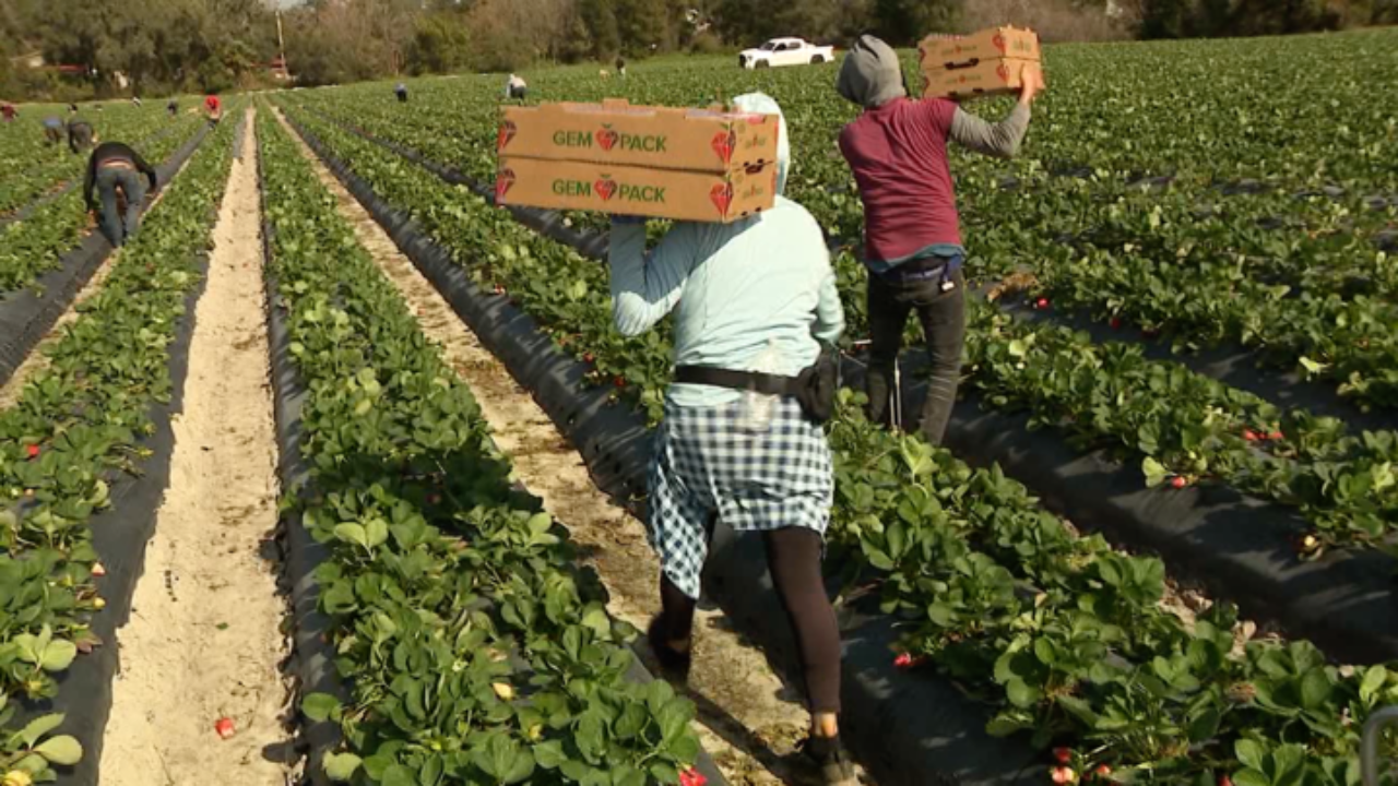 strawberry farmers.png