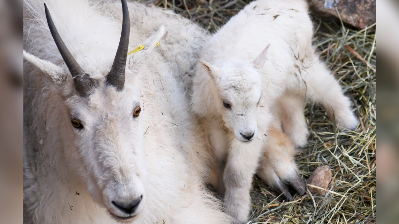baby goat.jpg