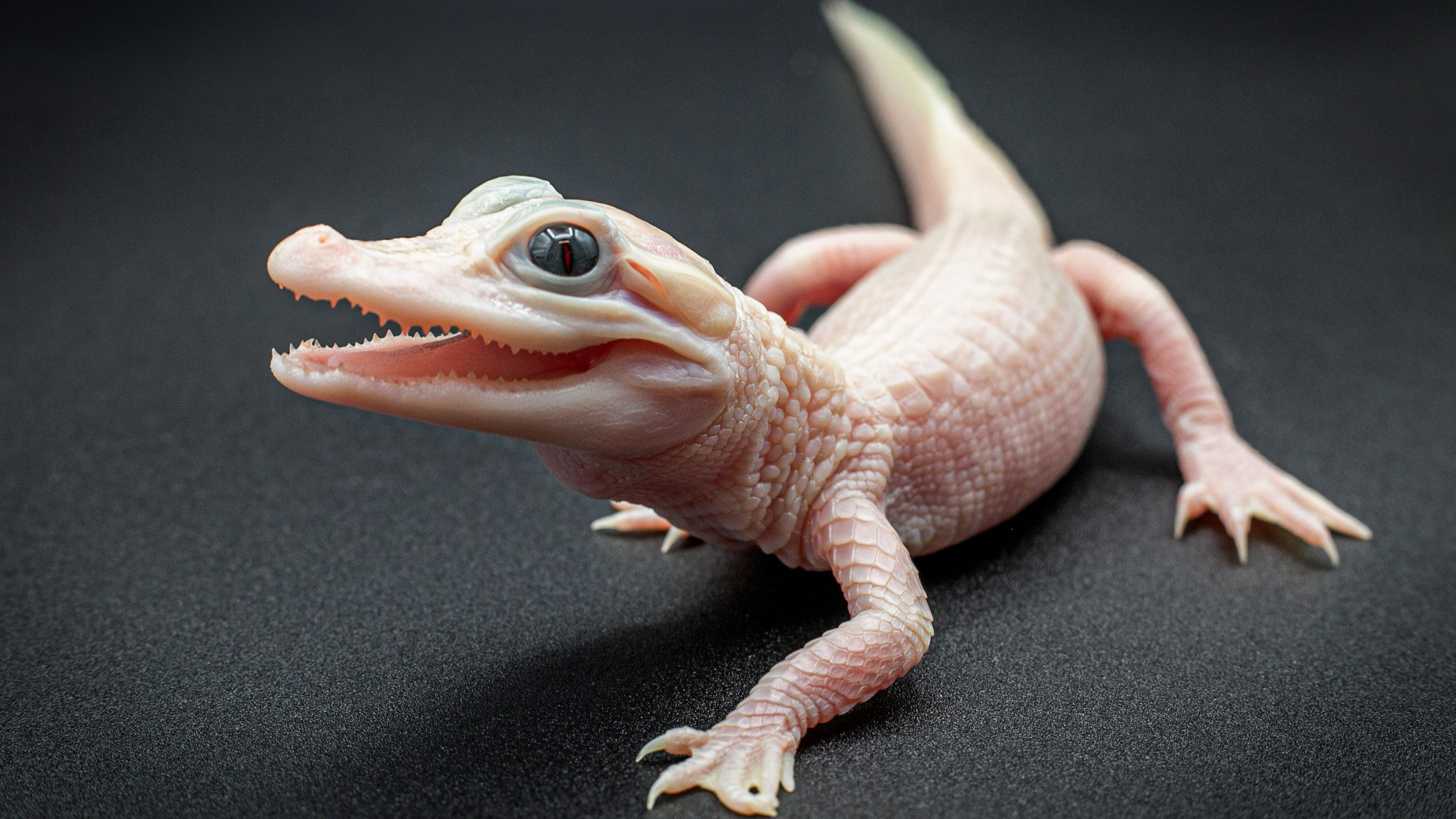 This photo provided by Gatorland shows a white-skinned, leucistic alligator. There are only seven leucistic alligators in the world with three of them located at Gatorland Orlando, according to officials with the reptile park located in central Florida, who announced the birth on Thursday, Dec. 7, 2023.
